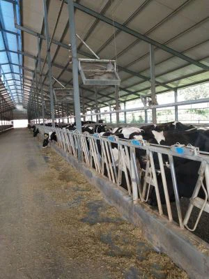 Kuh Kopf Schloss mit hoher Qualität in China Farm