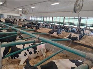 Double Type Cow Free Stall mit hoher Qualität