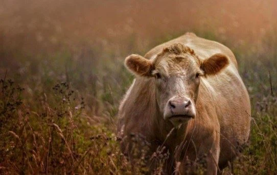 2021 Chinesischer Agrarmarkt